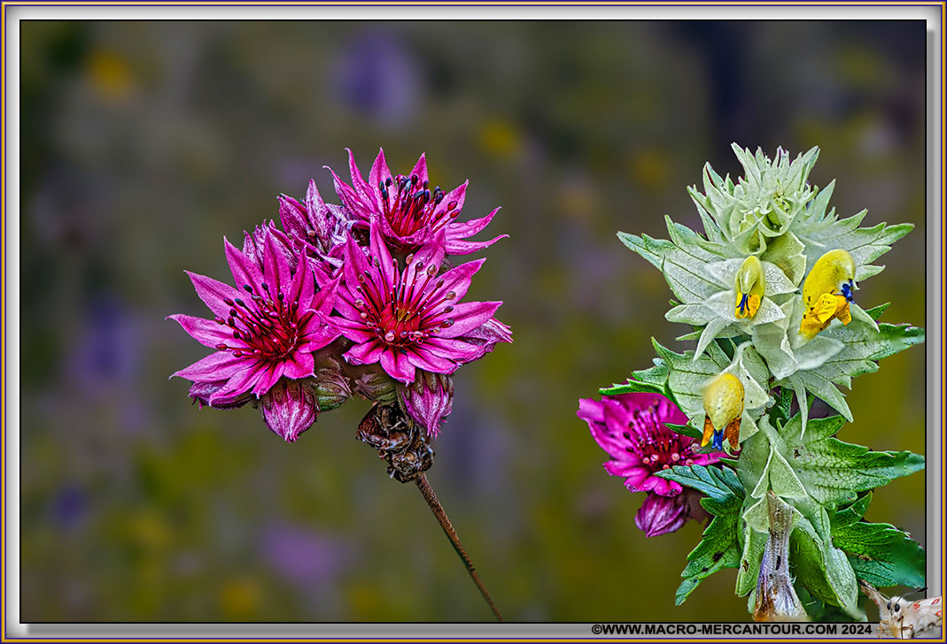 Joubarbes des montagnes